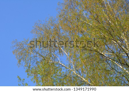 green young leaves branch birch tree spring blue sky background