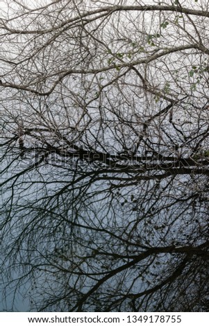 Branches of a tree reflected in the water