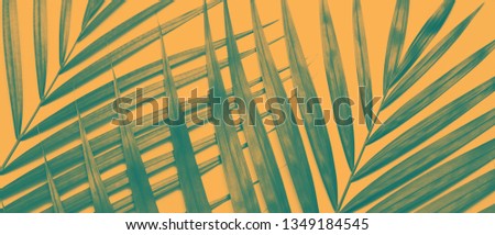 Picture of palm leaf made in duotone effect.
