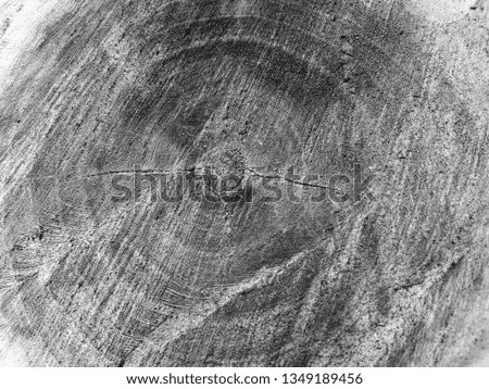 Wooden trunk timber cutted texture natural pattern black and white monochrome  background