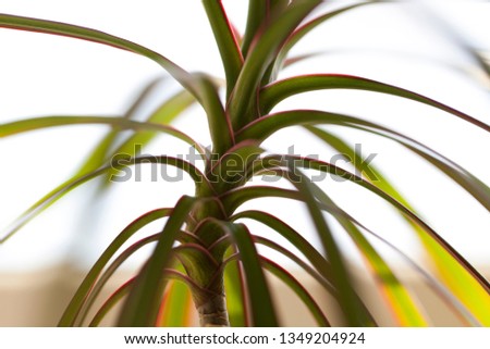 small palm tree, close up