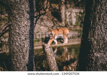 Tiger between trees