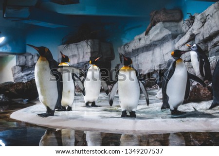 Penguine ina group