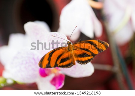 Dorsal view of Banded Orange Heliconian resting on a pale orchid flower in soft focus background