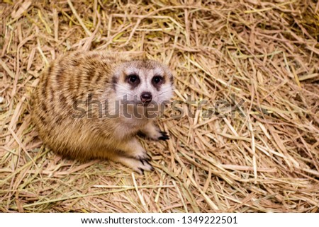 Image of meerkat (Suricata suricatta) on nature background. Wild Animals.