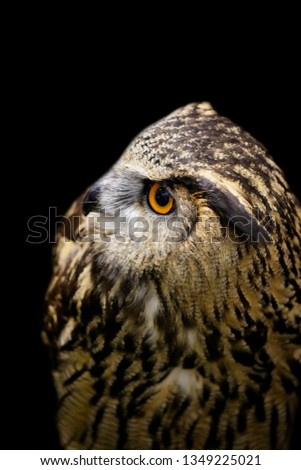 Image of an owl on black background. Birds. Wild Animals. 