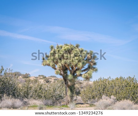joshua tree in the desert