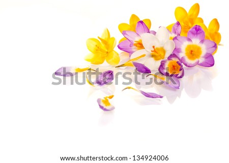beautiful spring crocus on a white background