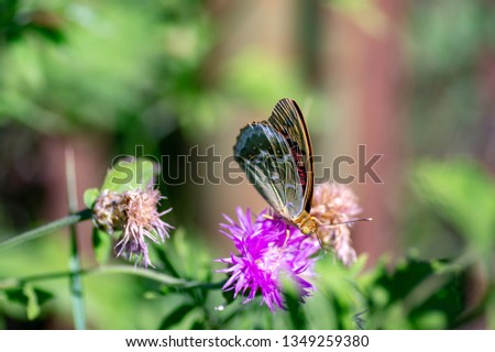 Wild flowers of clover and butterfly pictures colorful artistic image with a soft focus in a meadow nature in the rays of sunlight in summer in the spring close-up.