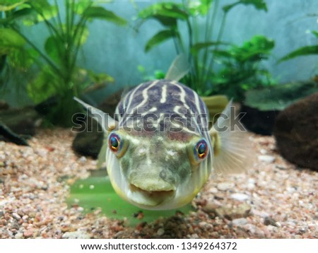 Goldfish in aquarium with green plants. Abstract relax photo.