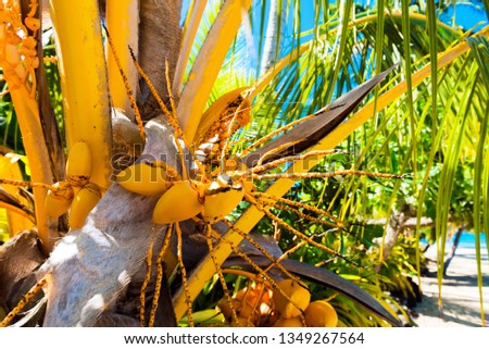 Coconuts on a palm tree in the lagoon Huahine, French Polynesia. Close-up. With selective focus                                  