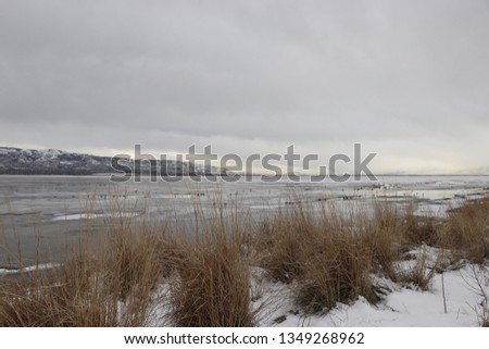 Clumps of dried marsh grass at the Farmington bay Utah bird sanctuary in winter