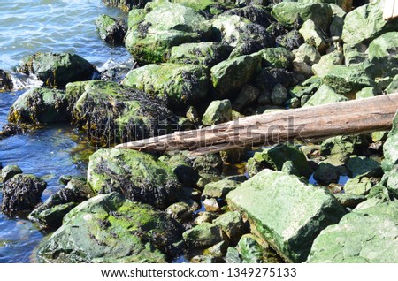 Rocky Shoreline with Driftwood and Algae New York Harbor