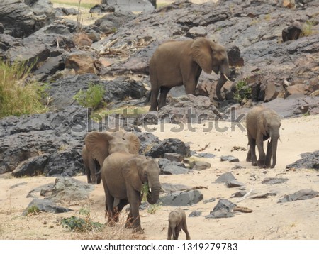 Elephants walking on the ground.