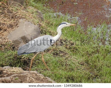 Grey heron walking in the grass.