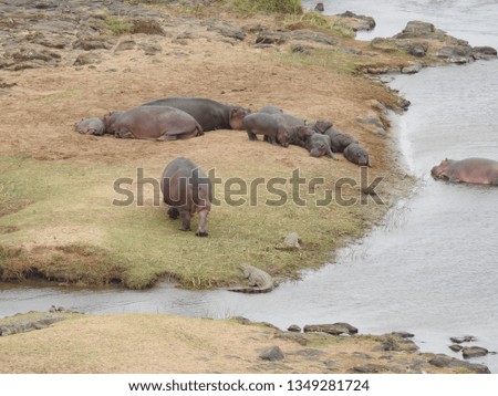 Hippos resting next to the water.