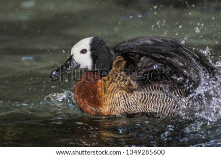White-faced Whistling Duck - Dendrocygna viduata
