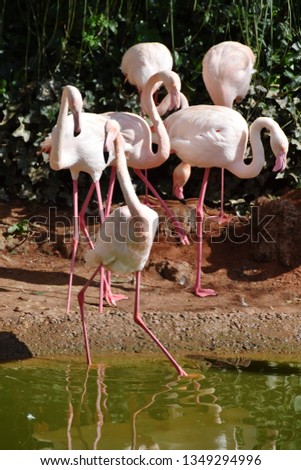 very beautiful pink flamingo at zoo lake