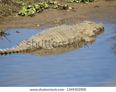 Crocodile in the water.