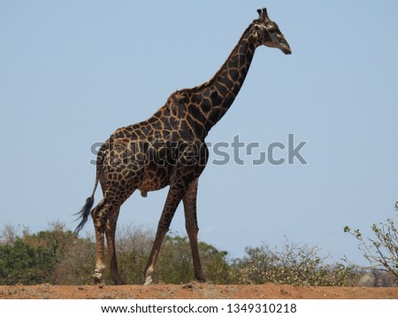 Giraffe standing on the ground.