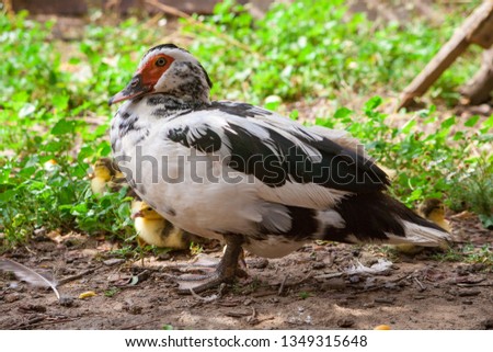 Muscovy duck with small ducklings with their children newborns. Maternal care duck for their ducklings. Duck with ducklings in green grass graze on the farm.