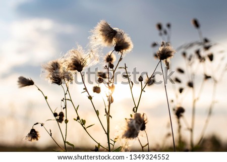 Herbaceous plant (Cirsium arvense) in a field, autumn evening, against a blurred background of blue sky and the setting sun, in the countryside.