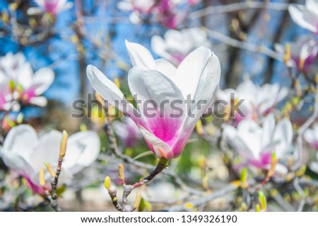 Magnolia pink and white flowers on tree