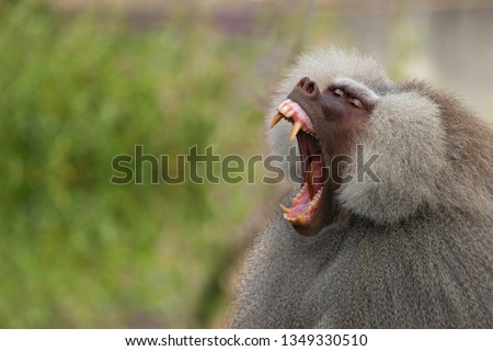 The open mouth of a primate, Hamadryas Baboon male. Concept of animal dental health.
