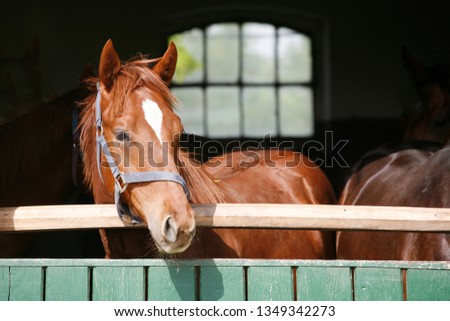 Portrait of a purebred young horse. Closeup of a young domestic horse on natural black background in the barn fence