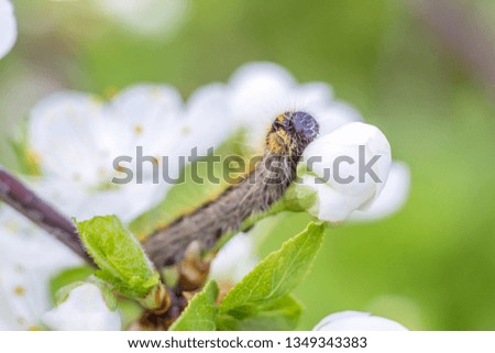 unique hairy caterpillar closeup portrait of beautiful setting of white fresh flowers of bush on green background in spring sunny day. soft focus and copy space