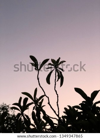 Beautiful tree silhouette with a summer sky background