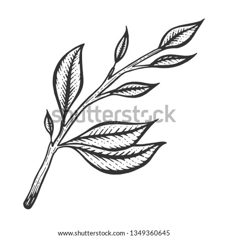 Branch of tea plant sketch engraving raster illustration. Scratch board style imitation. Black and white hand drawn image.