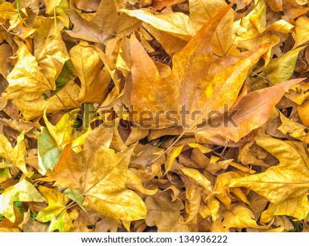 Falling leaves of sycamore tree background in Autumn