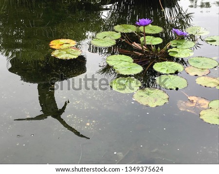 Bethesda fountain's angel reflection with purple water lilies