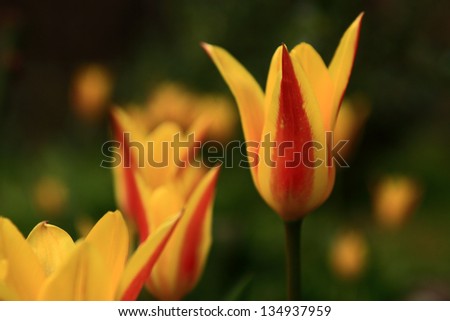Tulip flower. Macro view of yellow tulips flowers in garden.