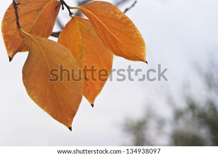 orange persimmon leaves in autumn