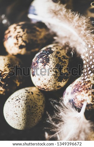 Easter holiday greeting card. Natural colored quail eggs with feathers in basket, selective focus, natural sunlight