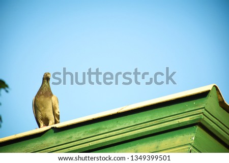 Single pigeon standing on the green roof of house against blue sky background. Pigeon or Dove for peace and freedom concept.