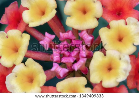 Closeup of multicolored Lantana flowers