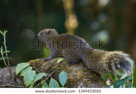 Squirrels on branches in nature