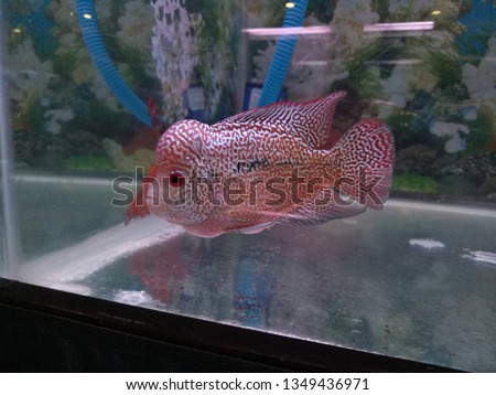 Close-up Red pearl cichlid flowerhorn in aquarium. Louhan fish swimming in aquarium. unique art of louhan body.
