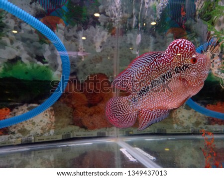 Close-up Red pearl cichlid flowerhorn in aquarium. Louhan fish swimming in aquarium. unique art of louhan body.
