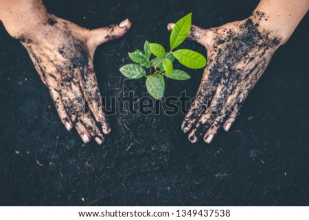 Hand for planting trees back to the forest, Creating awareness for love wild, Wild plant concept.
