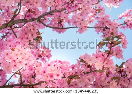 Bright pink cherry blossom flowers forming a frame to blue sky