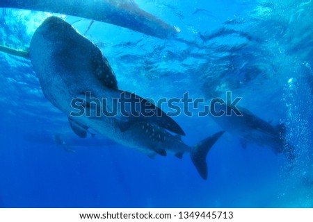 whal shark image