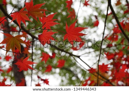 Red colored maple leaf was