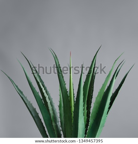 Agave leaves at grey background. Green life concept, copy space