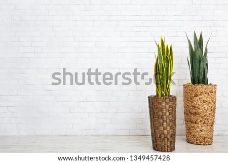 Two pots with home plants at white brick wall background, copy space
