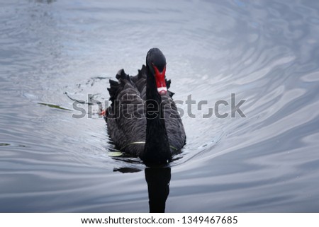 portrait of black swan in the water Gold Coast Australia with water texture