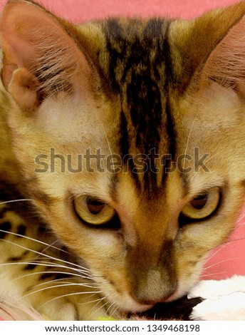 Bengal cat cub